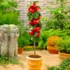 North Pole Columnar Apple Tree 1 North Pole Columnar Apple Tree -Garden Plants Red Columnar Apple FGT 600x600 e47a1048 34b5 4ec4 a667 9e4025eb58f5