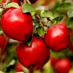 Apple Pollinator Pack -Garden Plants Red Delicious Apple 1