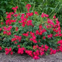 Red Drift® Rose -Garden Plants Red Drift Rose 1