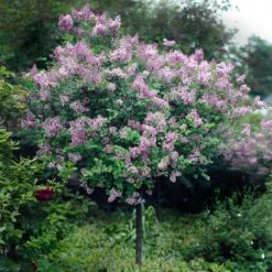 Red Pixie Lilac Tree -Garden Plants Red Pixie Lilac Tree 2
