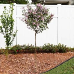 Red Pixie Lilac Tree -Garden Plants Red Pixie Lilac Tree 4 FGT