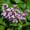 Red Pixie Lilac Tree -Garden Plants Red Pixie Lilac Tree FGT 600x6001 0334b269 e422 4d50 a710 7ee7bb547d84