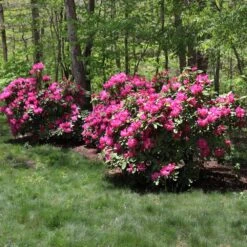 Red Rhododendron Shrub -Garden Plants Red Rhododendron 1 FGT