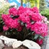 Red Rhododendron Shrub -Garden Plants Red Rhododendron FGT 600x600 3a65a6f3 2b2f 42ff 9401 dd2ec7848eec