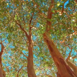 Red Rocket Crape Myrtle -Garden Plants Red Rocket Crape Myrtle