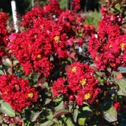 Red Rocket Crape Myrtle -Garden Plants Red Rocket Crape Myrtle FGT 2jpg