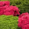Red Ruffles Azalea Shrub -Garden Plants Red Ruffles Azalea FGT 600x600 211373a8 6e08 4035 b0a4 ef9e0dc8671b