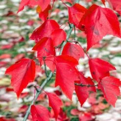 Red Sunset® Maple Tree -Garden Plants Red Sunset Maple 2