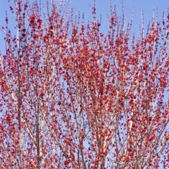 Red Sunset® Maple Tree -Garden Plants Red Sunset Maple 3