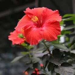 Red Tropical Hibiscus Tree -Garden Plants Red Tropical Hibiscus Tree 3 FGT