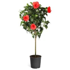Red Tropical Hibiscus Tree -Garden Plants Red Tropical Hibiscus Tree 5