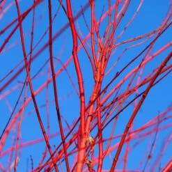 Red Twig Dogwood Shrub -Garden Plants Red Twig Dogwood 3 FGT