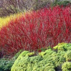Red Twig Dogwood Shrub -Garden Plants Red Twig Dogwood 4