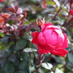Double Knock Out® Rose -Garden Plants Red knockout rose 2
