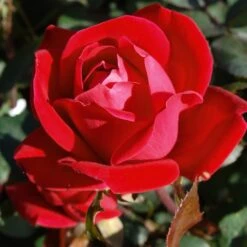 Double Knock Out® Rose -Garden Plants Red knockout rose 7 FGT