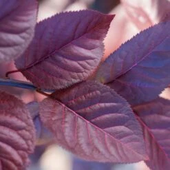 Purple Plunge Weeping Plum Tree -Garden Plants Redbud Purple Plunge 2 b8894708 2bb9 4f3e 8d30 7b3eeb931914