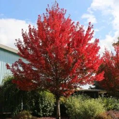 Garden Plants -Garden Plants Redpointe Maple 3