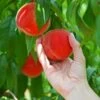Redskin Peach Tree -Garden Plants Redskin Peach Tree FGT 600x600 3c7c3ae4 1db7 4170 96d5 babcc1411ea3