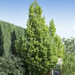 Regal Prince Oak Tree -Garden Plants Regal Prince Oak 1