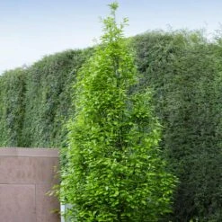 Regal Prince Oak Tree -Garden Plants Regal Prince Oak 3