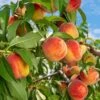 Reliance Peach Tree -Garden Plants Reliance Peach Tree FGT 600x600 aba3fd11 2b3b 495c a814 72e144248b0f