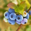 Reveille Blueberry Bush -Garden Plants Reville Blueberry 600x600 8060a79d 83ac 446b 8626 45e4229f1e3b
