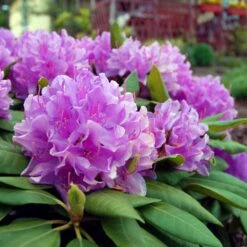 Lavender Rhododendron Shrub -Garden Plants Rhododendron Lavender 3 FGT