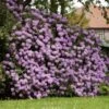 Lavender Rhododendron Shrub -Garden Plants Rhododendron Lavender FGT 600x600 9d084bfd 402e 4a14 904d c3667851a20a