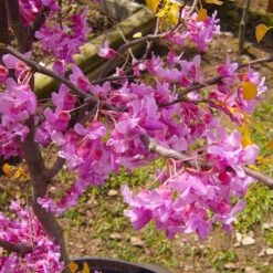 The Rising Sun™ Eastern Redbud Tree 11 The Rising Sun™ Eastern Redbud Tree -Garden Plants Rising Sun Redbud 6