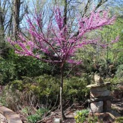 The Rising Sun™ Eastern Redbud Tree 12 The Rising Sun™ Eastern Redbud Tree -Garden Plants Rising Sun Redbud 7