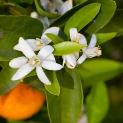 Robertson Navel Orange 10 Robertson Navel Orange -Garden Plants Robertson Navel Orange 1