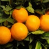 Robertson Navel Orange -Garden Plants Robertson Navel Orange FGT 600x600 a9f66161 ec44 4cfb 838f b40ef8e18604