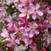Robinson Crabapple Tree -Garden Plants Robinson Crabapple FGT 600x600 f41f8dc6 3a60 4b84 85d7 af52ec68deaa