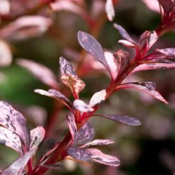 Rose Glow Barberry Shrub 8 Rose Glow Barberry Shrub -Garden Plants Rose GLow Barberry 1 FGT