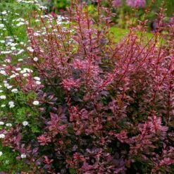 Rose Glow Barberry Shrub 9 Rose Glow Barberry Shrub -Garden Plants Rose GLow Barberry 3 FGT