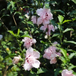 Pink Rose Of Sharon Althea Tree -Garden Plants Rose of Sharon Althea 3 FGT