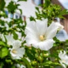 White Rose Of Sharon Althea Tree -Garden Plants Rose of Sharon Tree White FGT sinlge 600x600 ce00831d 236e 4a00 ae4d 382b590a5bd4