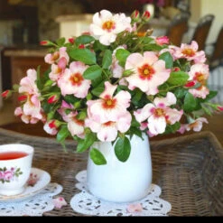 Raspberry Kiss™ Rose Tree -Garden Plants Rosemarry Kiss Rose tree 1