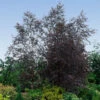 Royal Frost® Birch Tree -Garden Plants Royal Frost Birch FGT 600x600 85f9d1e8 5ce1 44e0 9763 373ec09b9b60