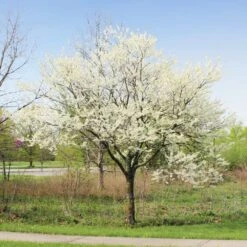 Royal White Redbud Tree -Garden Plants Royal White Redbud 1