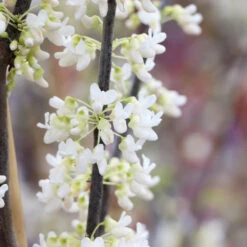 Royal White Redbud Tree -Garden Plants Royal White Redbud 5 FGT