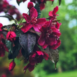 Royalty Crabapple Tree -Garden Plants Royalty Crabapple 3