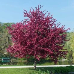 Royalty Crabapple Tree -Garden Plants Royalty Crabapple 5 BB