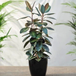 Air-Purifying House Plant Kit -Garden Plants Rubber Tree FGT 41d06897 7e64 4438 9d3a fd7a33808734