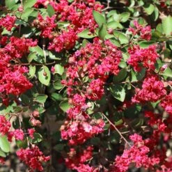 Ruby Prince™ Emerald Empire® Crape Myrtle Tree 9 Ruby Prince™ Emerald Empire® Crape Myrtle Tree -Garden Plants Ruby Prince Crape Myrtle 1