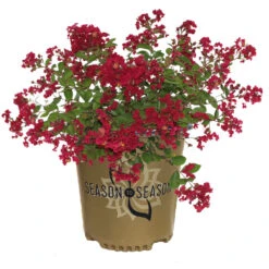 Ruby Prince™ Emerald Empire® Crape Myrtle Tree 10 Ruby Prince™ Emerald Empire® Crape Myrtle Tree -Garden Plants Ruby Prince Crape Myrtle 2