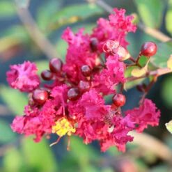 Ruby Prince™ Emerald Empire® Crape Myrtle Tree 11 Ruby Prince™ Emerald Empire® Crape Myrtle Tree -Garden Plants Ruby Prince Crape Myrtle 3