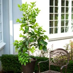 Ruby Red Grapefruit Tree -Garden Plants Ruby Red Grapefruit 8