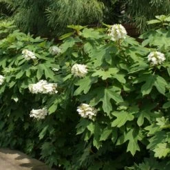 Ruby Slippers Hydrangea Shrub -Garden Plants Ruby Slippers Hydrangea 2
