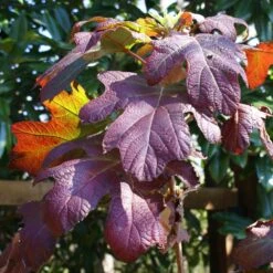 Ruby Slippers Hydrangea Shrub -Garden Plants Ruby Slippers Hydrangea 3